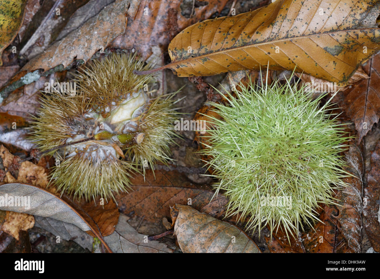 Spiny cupules containing nuts of Sweet chestnut, Castanea sativa, Alps, France Stock Photo