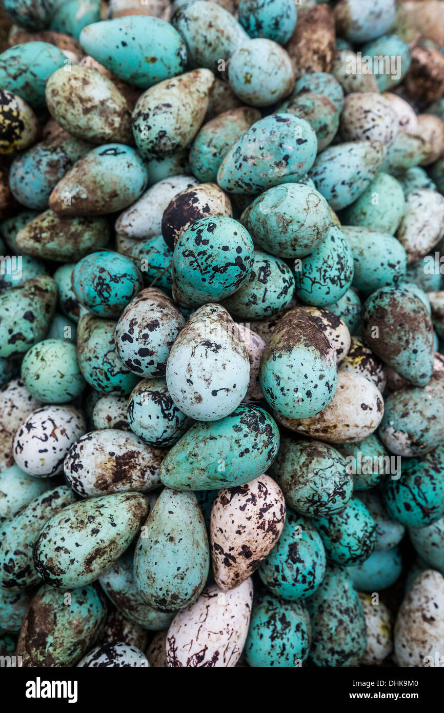 Common Guillemot Eggs Uria Aalge Ingolfshofdi Iceland Stock Photo 