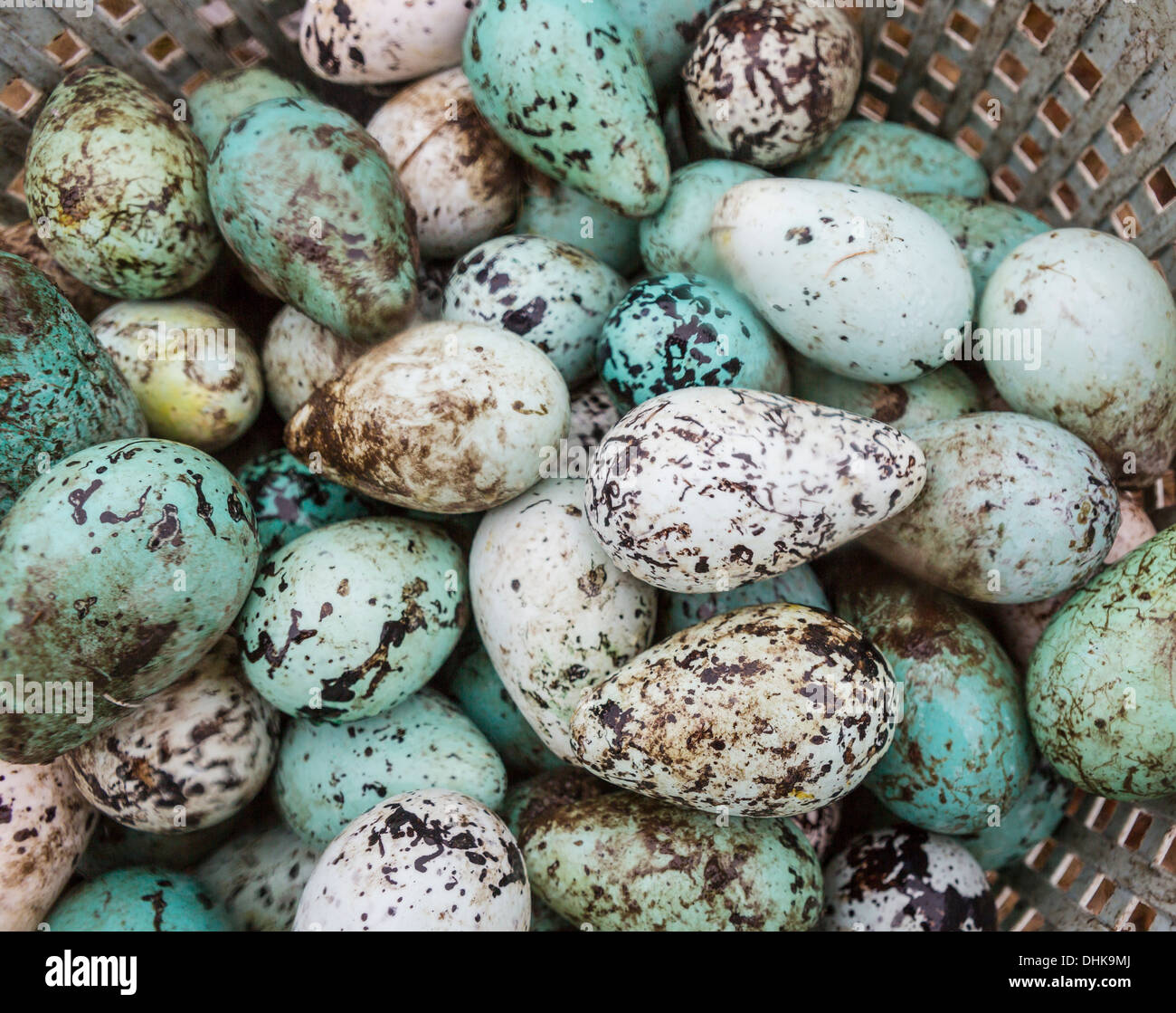 Common Guillemot Eggs Uria Aalge Ingolfshofdi Iceland Stock Photo 