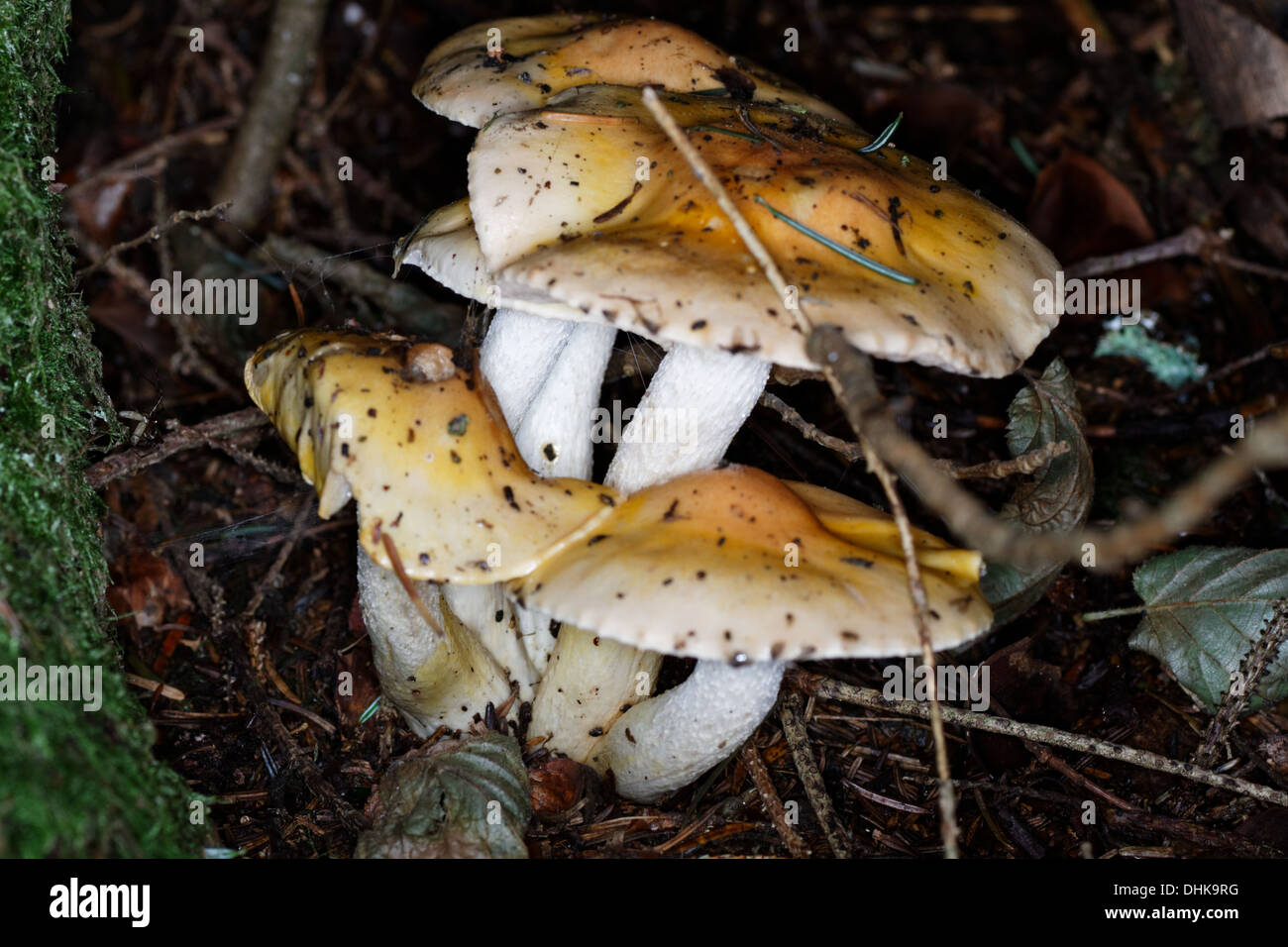 Mushrooms, Tricholoma sejunctum, Alps, France. Stock Photo