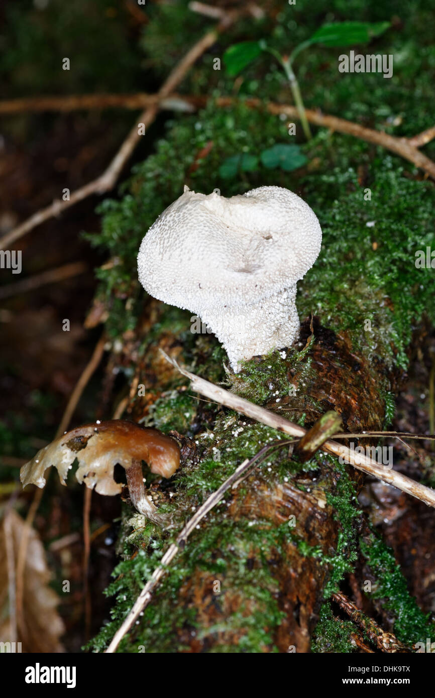 Common Puffball. Esclatabufa. Lycoperdon perlatum. Mushroom Stock Photo