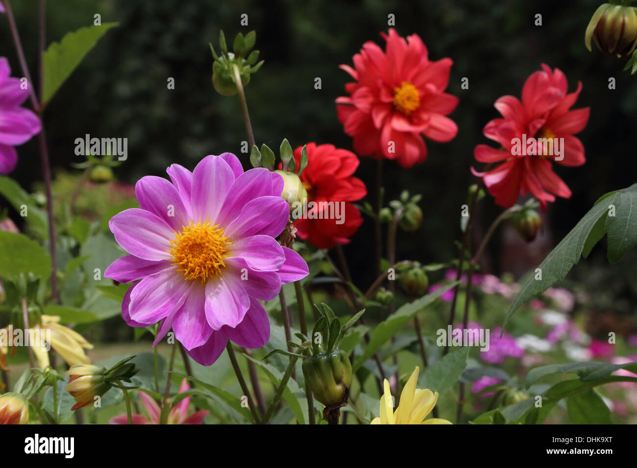 Flowers garden india hi-res stock photography and images - Alamy