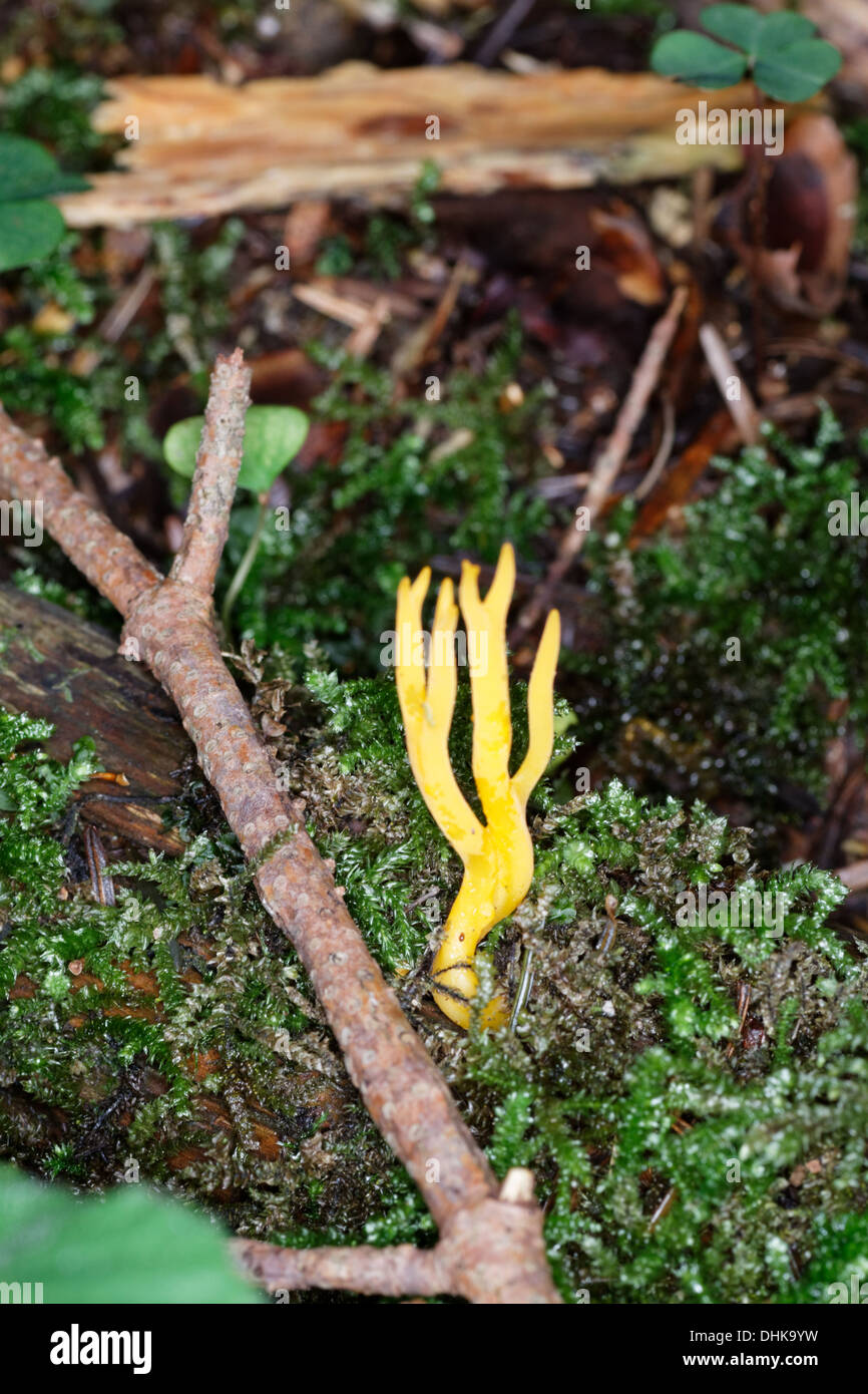 Yellow, Stag's-horn, Fungus, Calocera, viscosa Stock Photo