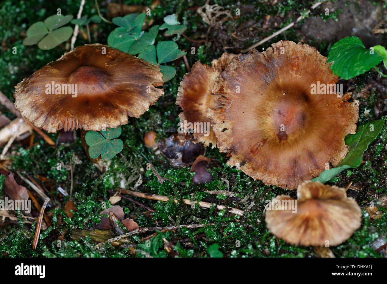 Cortinarius orellanus, Mushroom, Alps, France Stock Photo