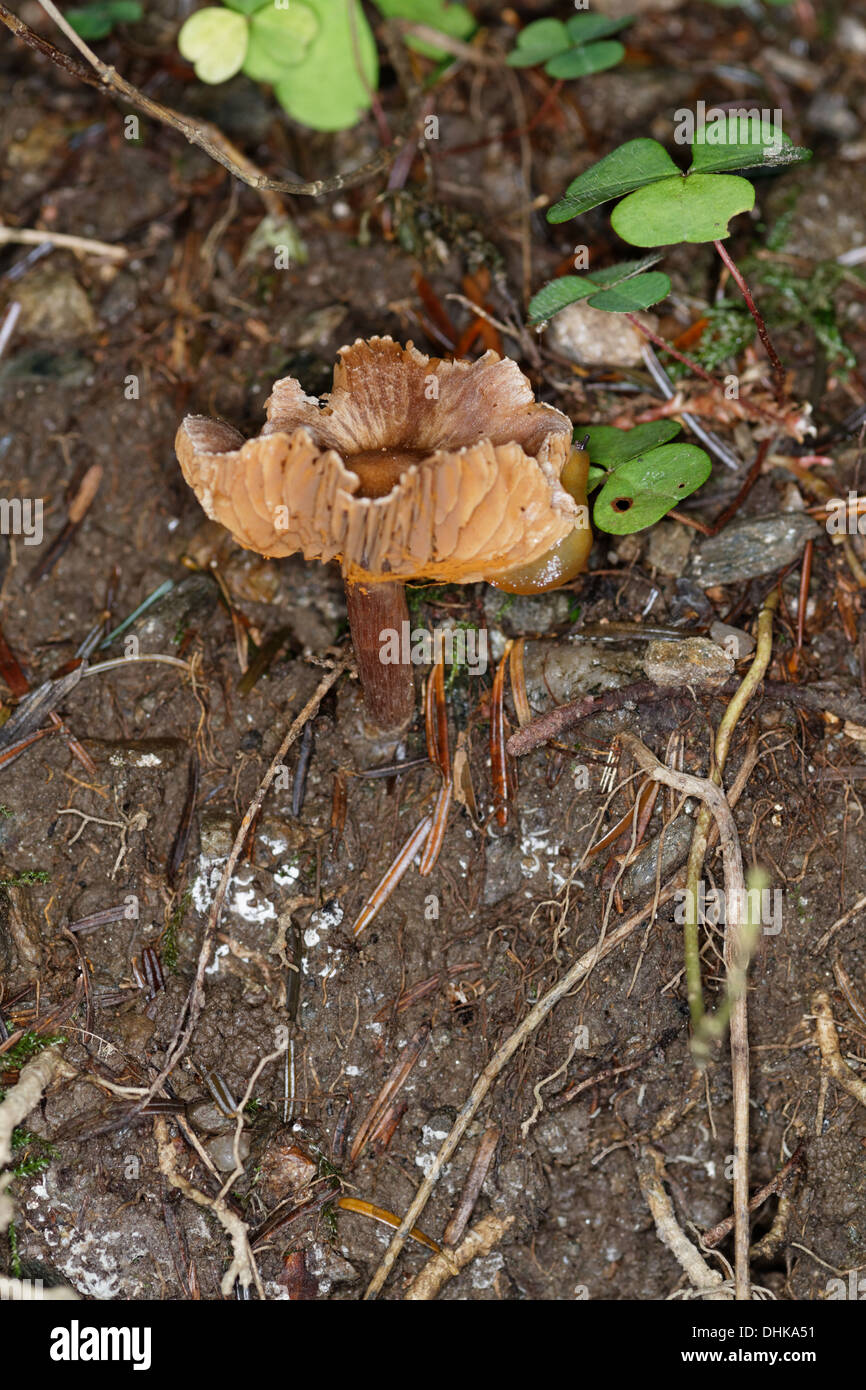 Cortinarius orellanus, cortinar mushroom, Alps France Stock Photo