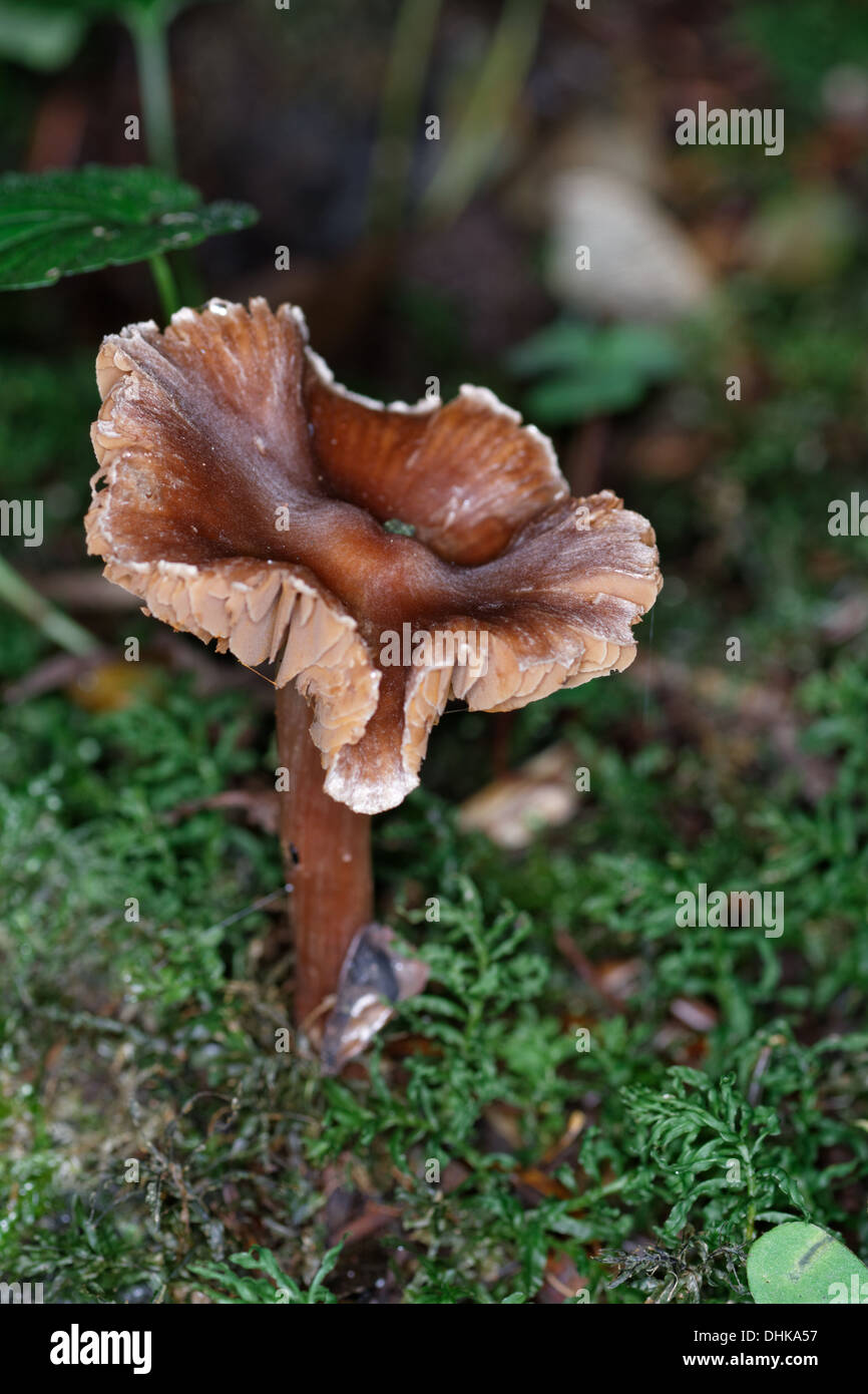 Cortinarius orellanus, , cortinar mushroom, Alps, France Stock Photo