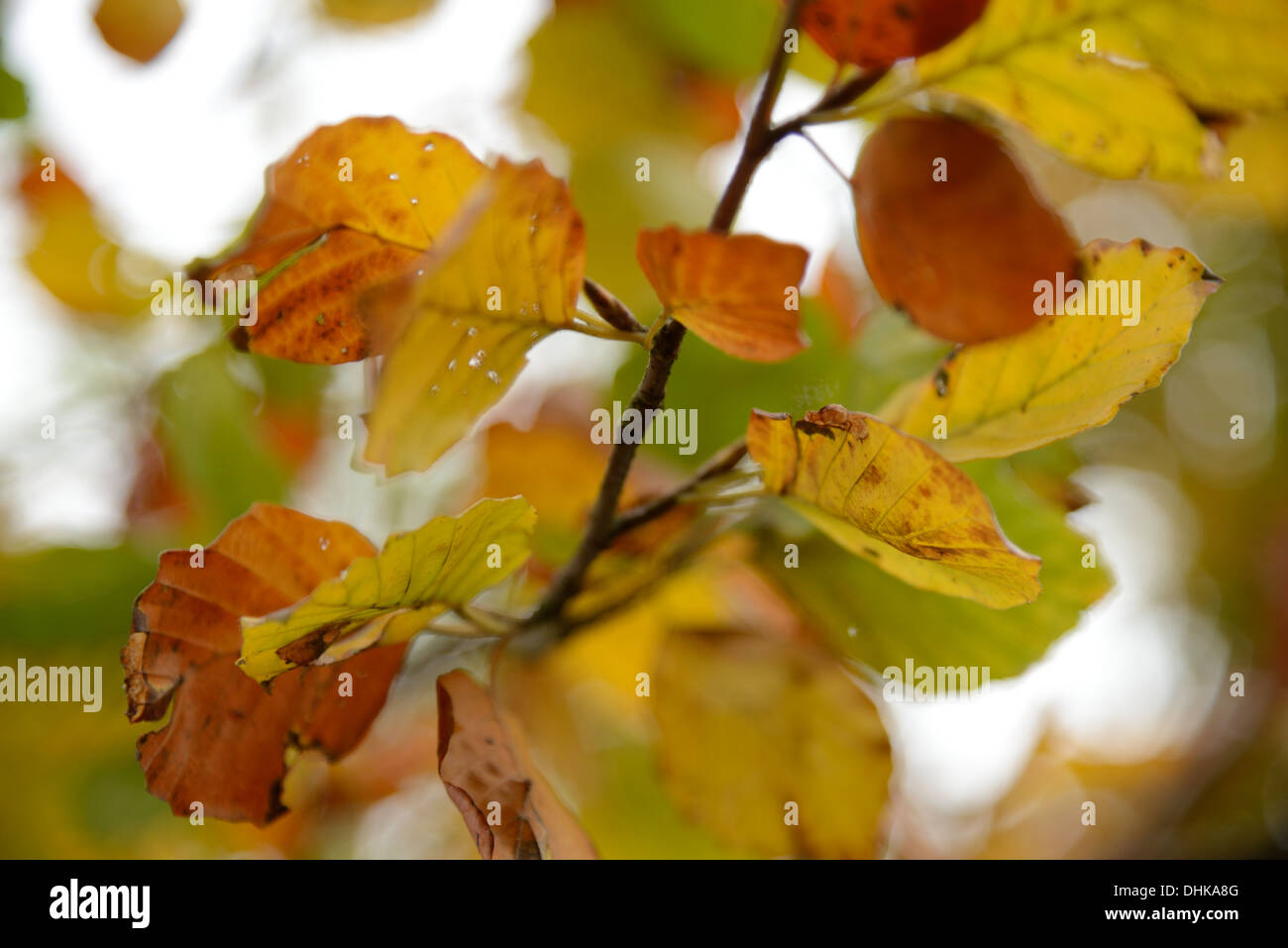 Orange beech tree branches hi-res stock photography and images - Alamy