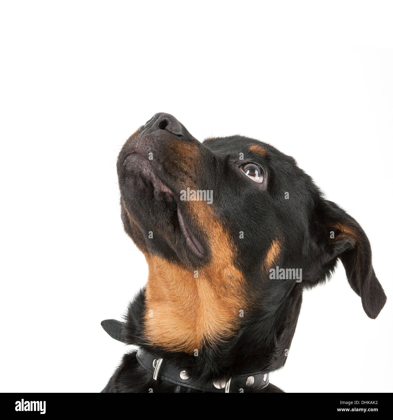 Rottweiler looking cute hi-res stock photography and images - Alamy