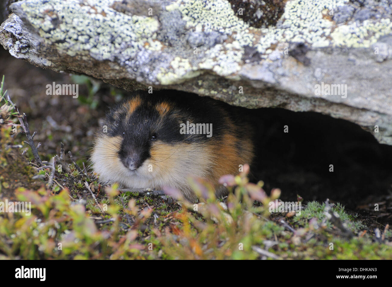 Lemming winter hi-res stock photography and images - Alamy