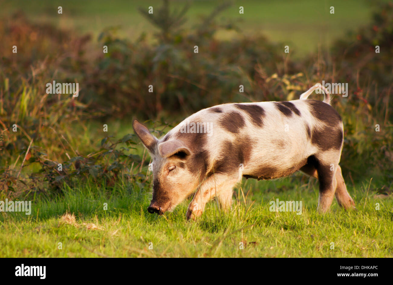 New Forest Pig Stock Photo