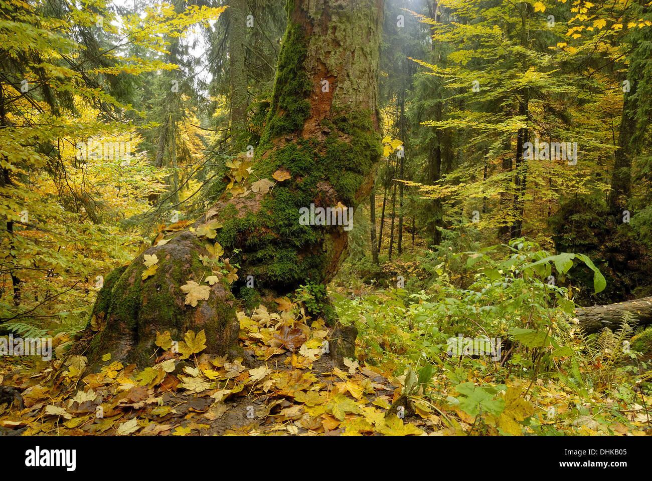 Bayrisch forest hi-res stock photography and images - Alamy
