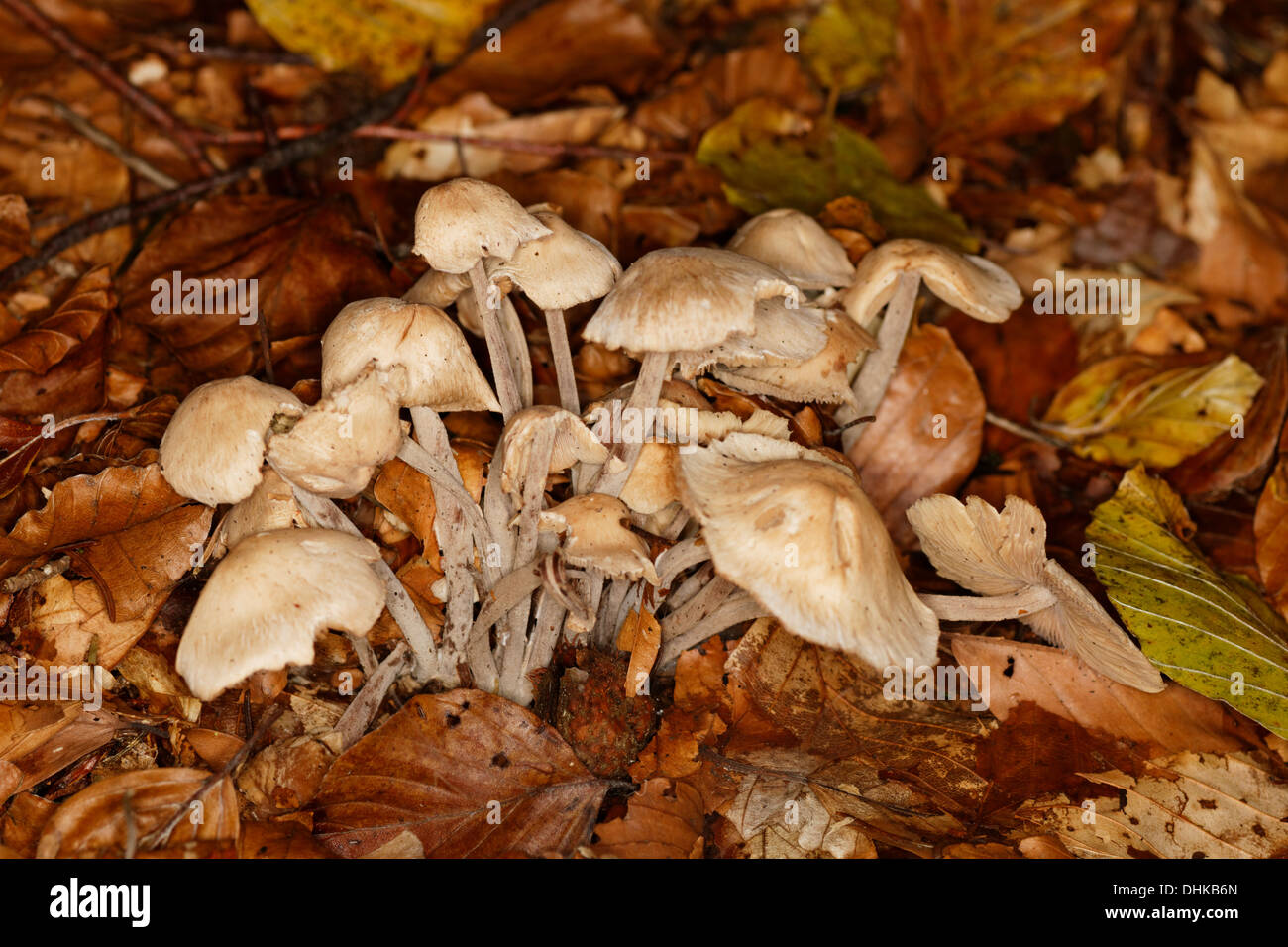 Cudonia circinans, Mushroom, Alps, France Stock Photo