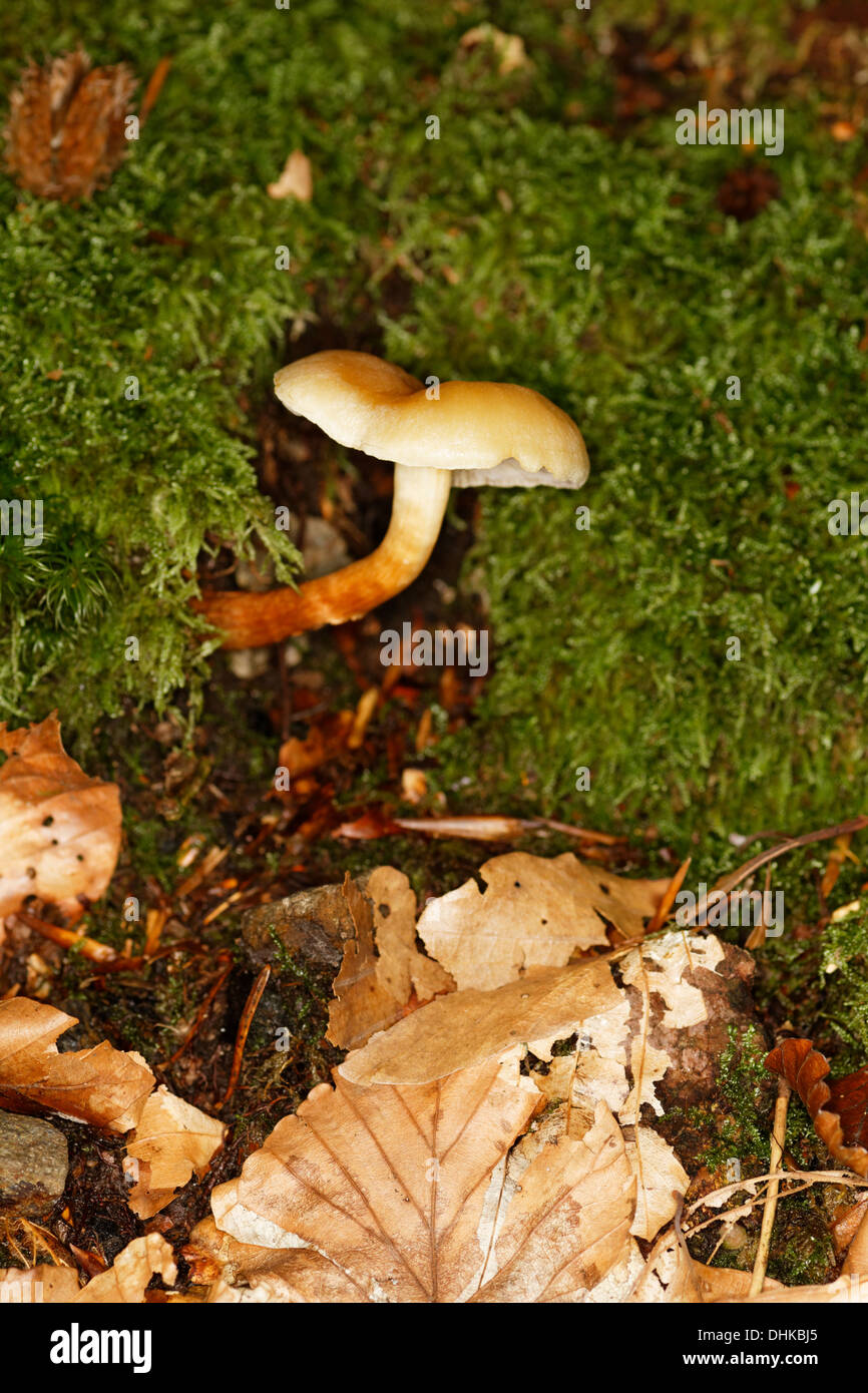 Cinnamon webcap, Cortinarius cinnamomeus, Alps, France Stock Photo
