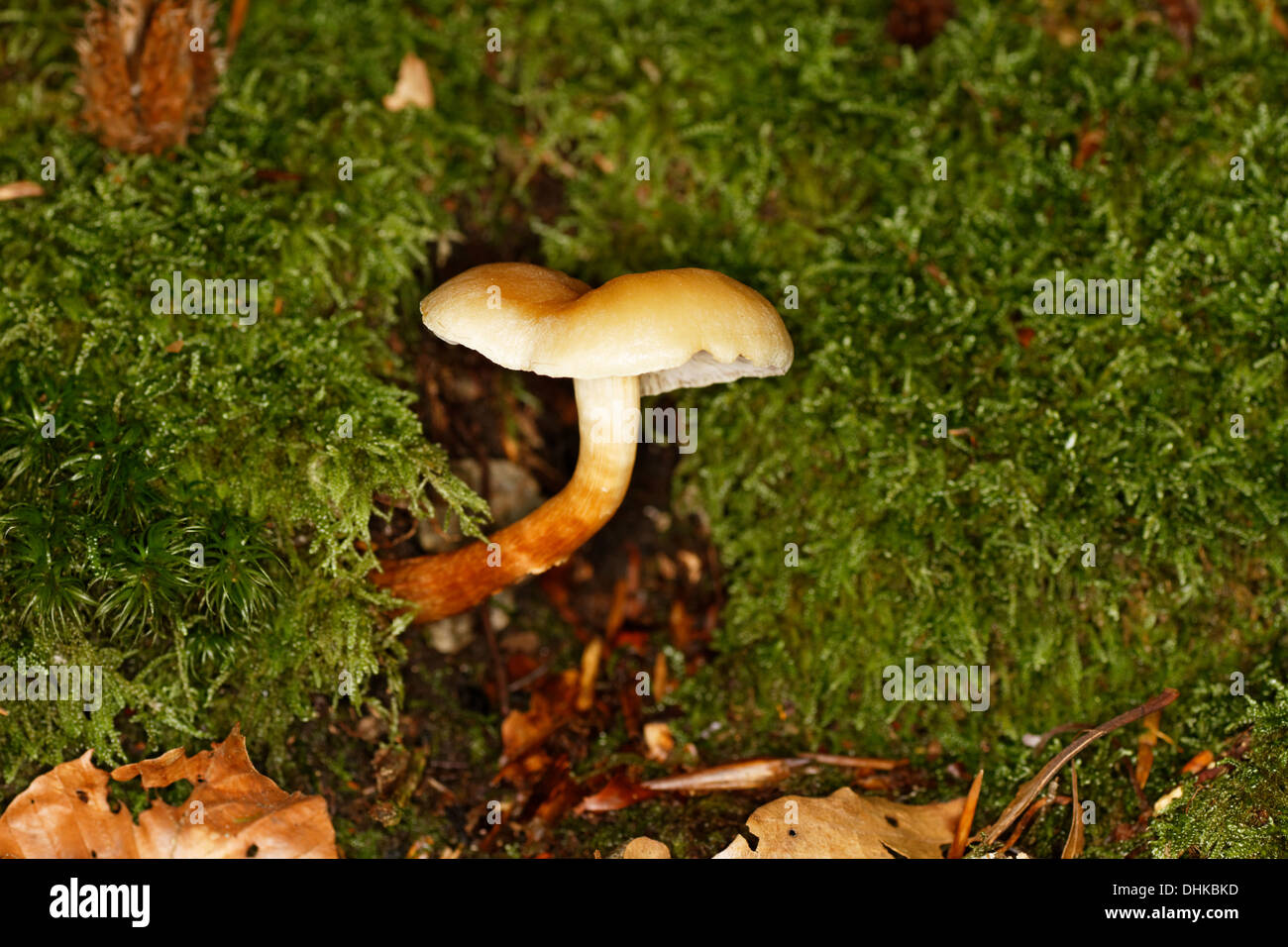 Cortinarius cinnamomeoluteus, Mushroom, Alps, France Stock Photo