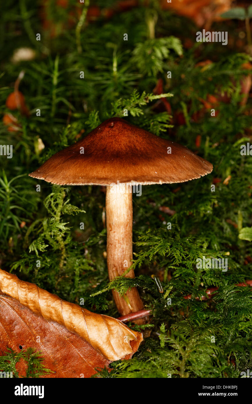 Cinnamon webcap, Cortinarius cinnamomeus, Alps, France. Stock Photo