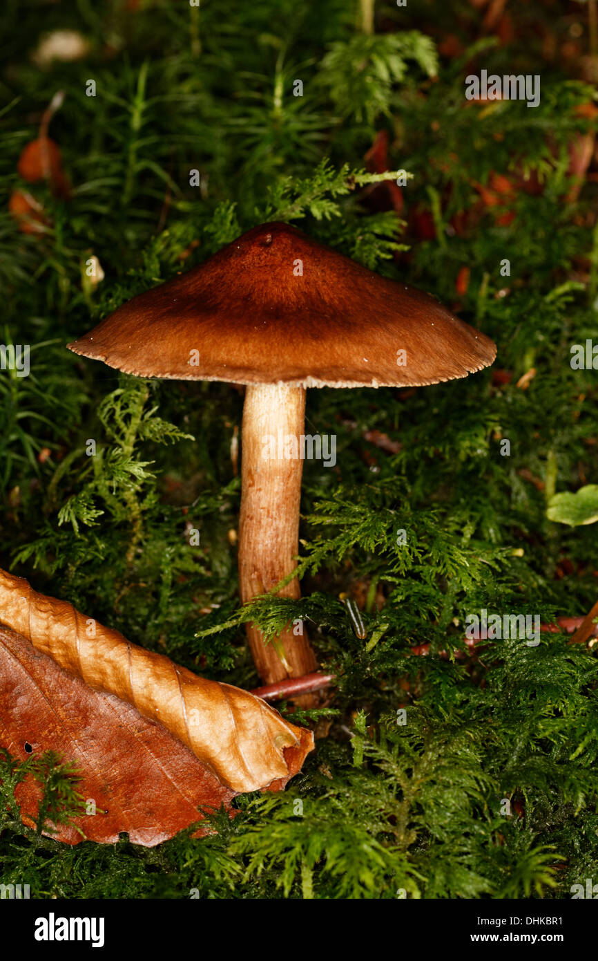 Cinnamon webcap, Cortinarius cinnamomeus, Alps, France. Stock Photo