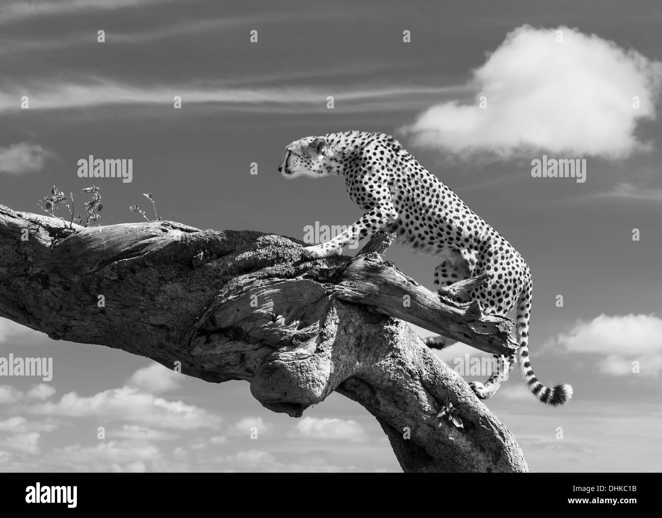 Cheetah (Acinonyx jubatus) climbing a tree, Masai triangle Stock Photo