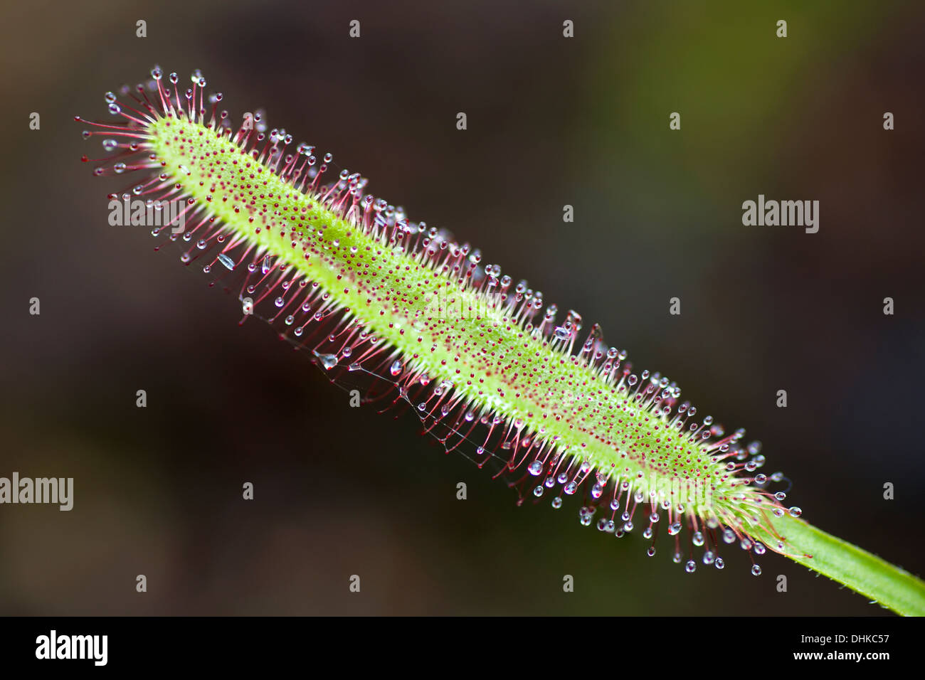 Cape Sundew (Drosera capensis Stock Photo Alamy