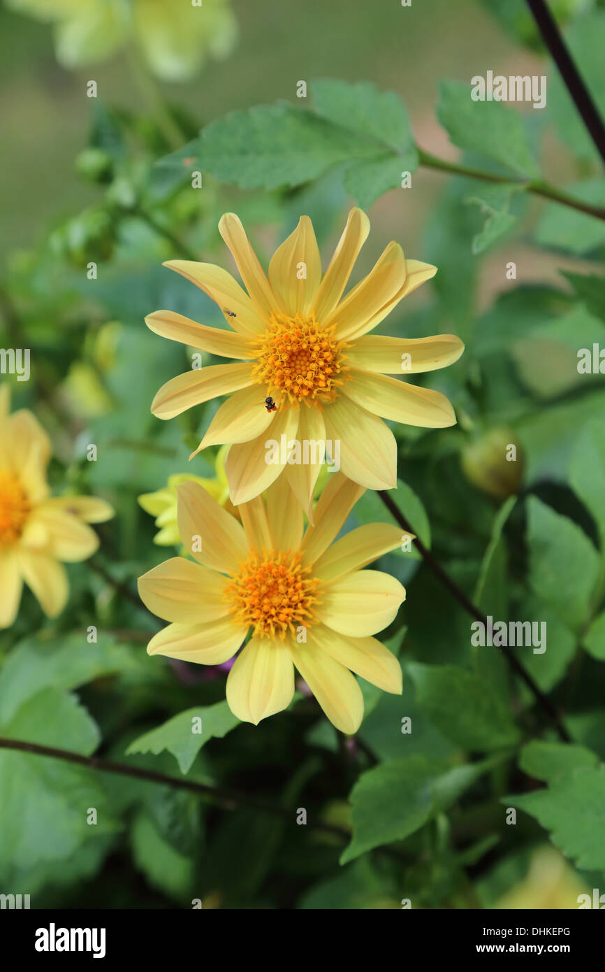 Flower garden india hi-res stock photography and images - Alamy
