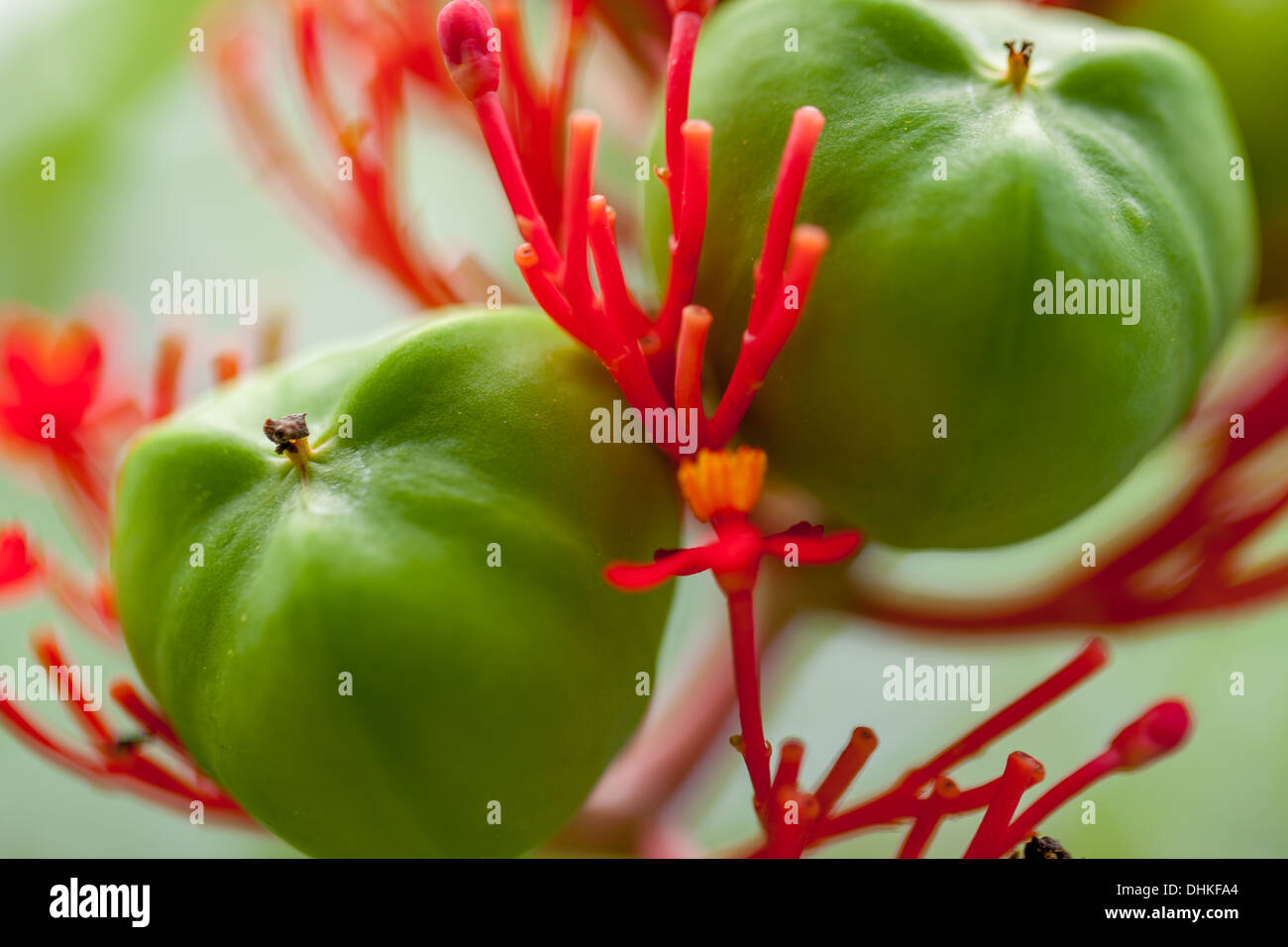 Green bud and bright redishorange stem plant Stock Photo Alamy