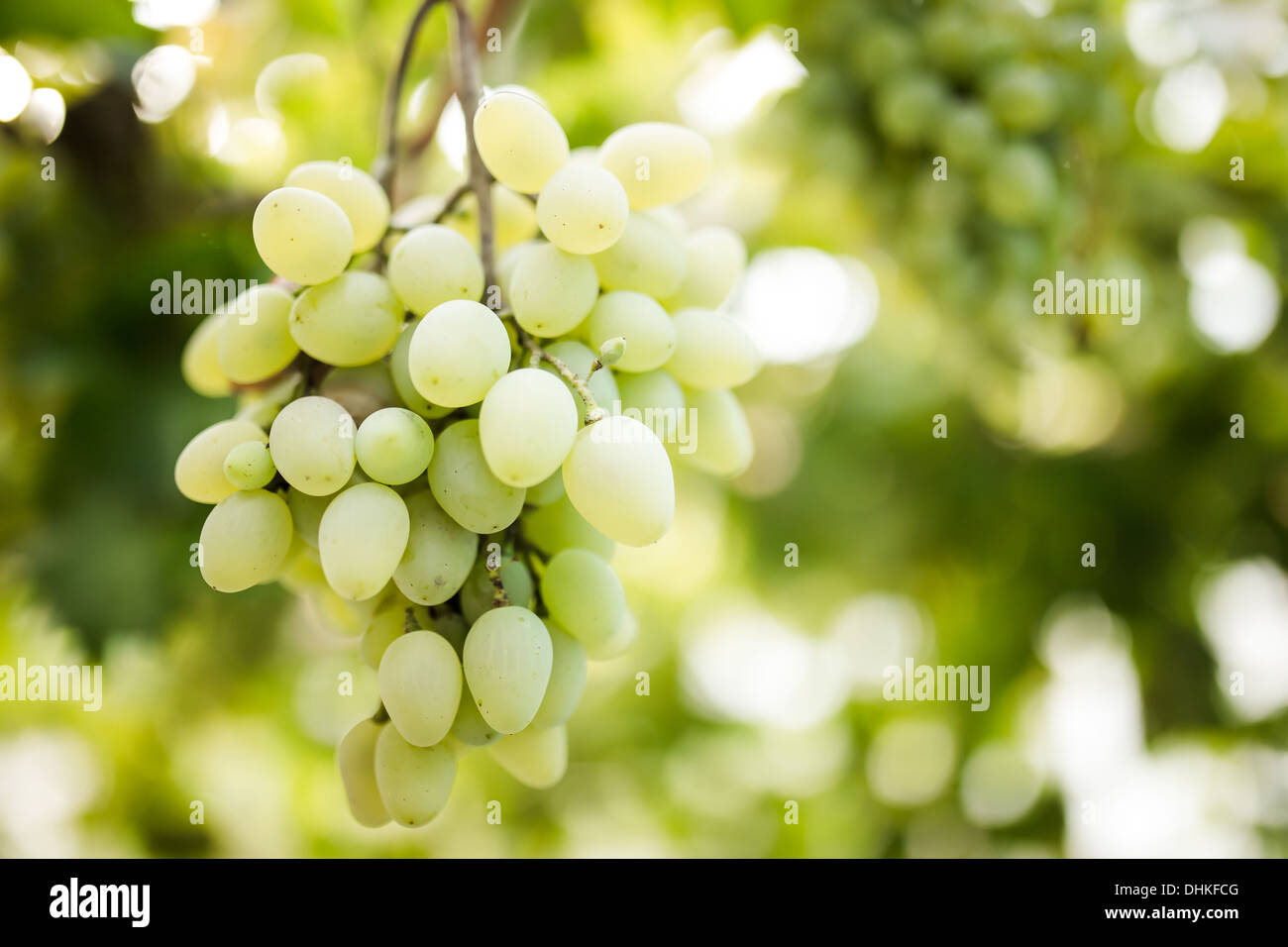 Green grapes on vine Stock Photo