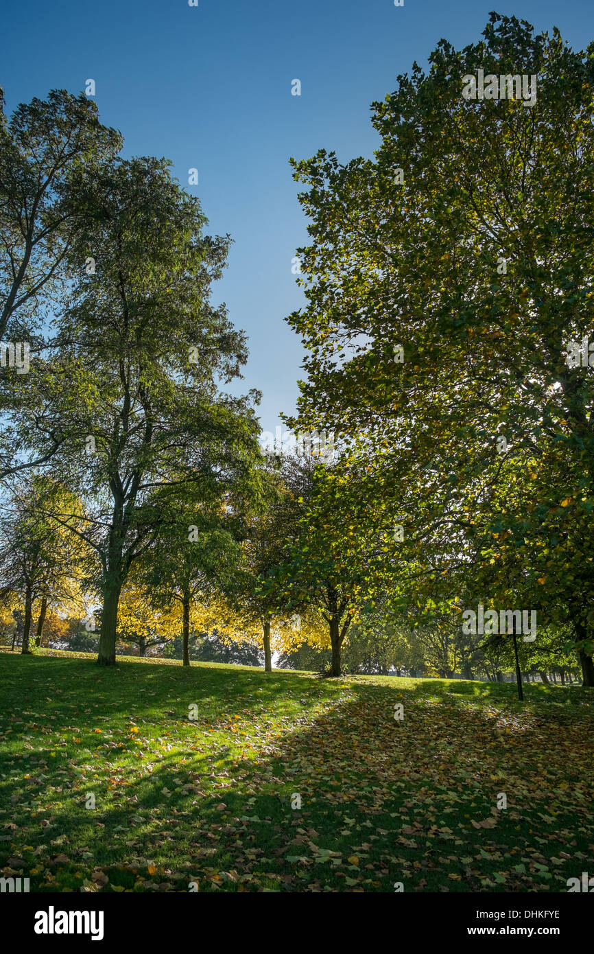 Trees and leaves park hi-res stock photography and images - Alamy