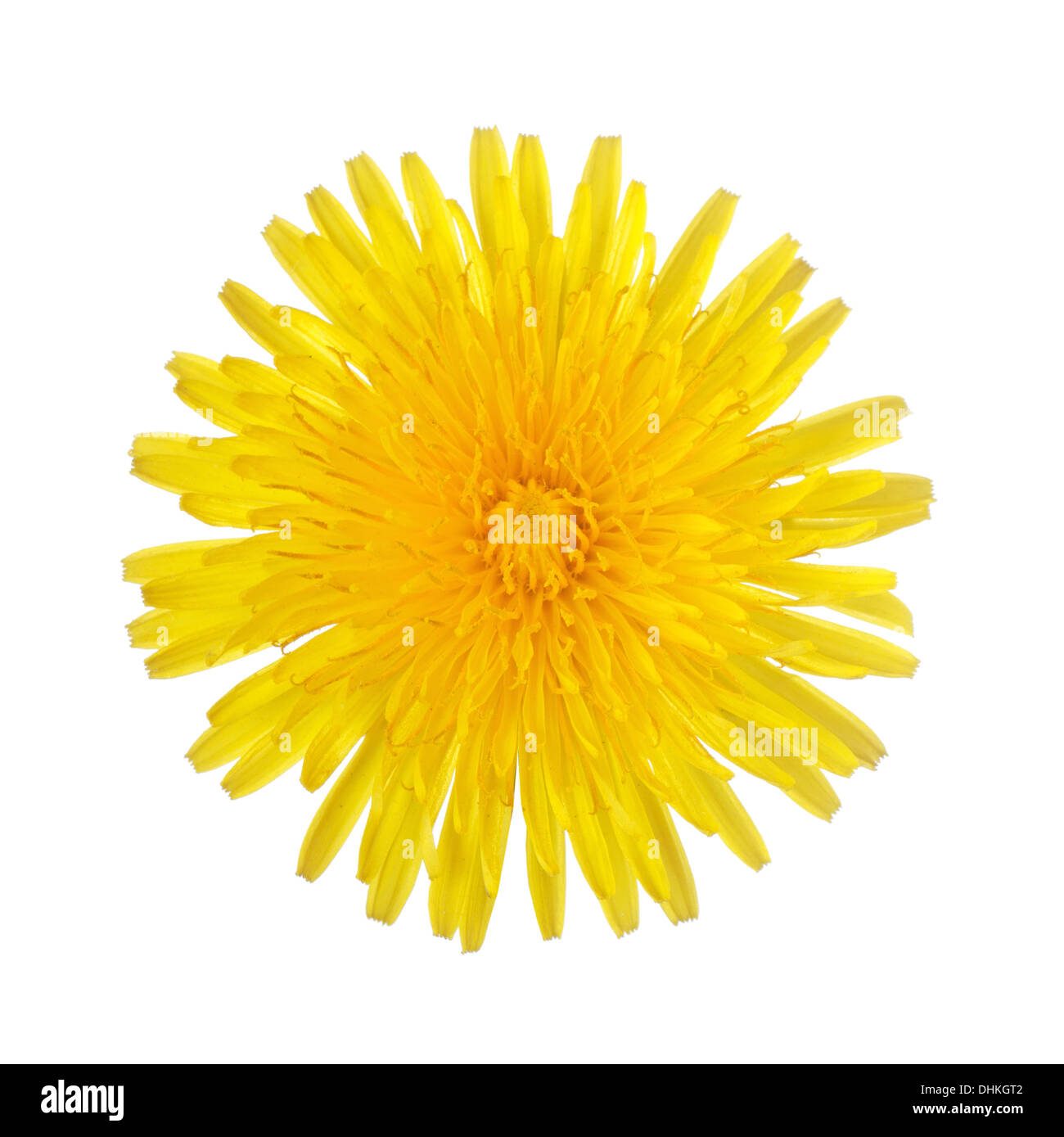 Yellow dandelion isolated on a white Stock Photo
