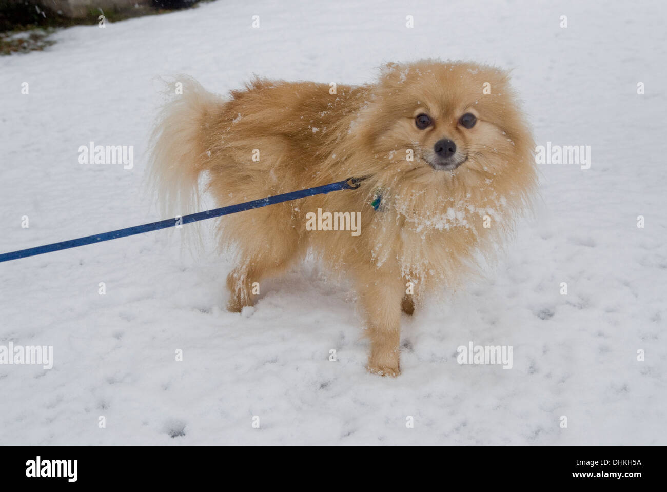 snow pomeranian