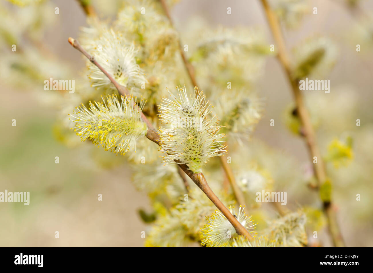 Branch of a willow Stock Photo Alamy