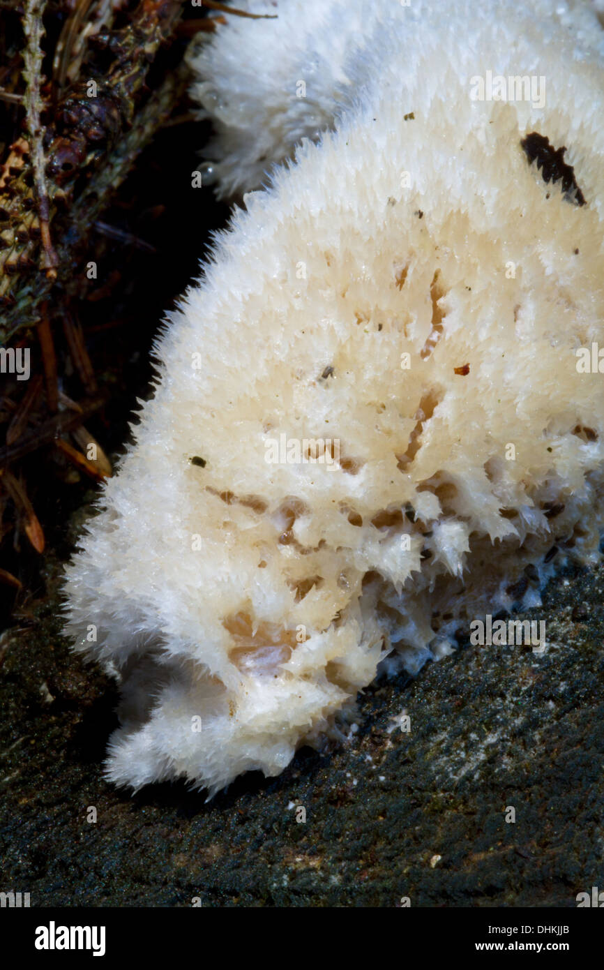 Toothed jelly fungus on a rotting tree trunk Stock Photo