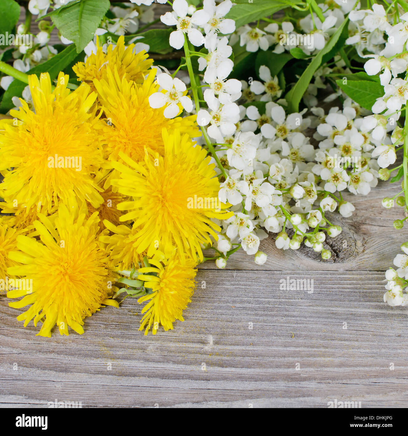 натюрморт с одуванчиками. красивый весенний букет. майская черемуха. натюрморт с одуванчиками. яблоневый сад юрьев-польский.