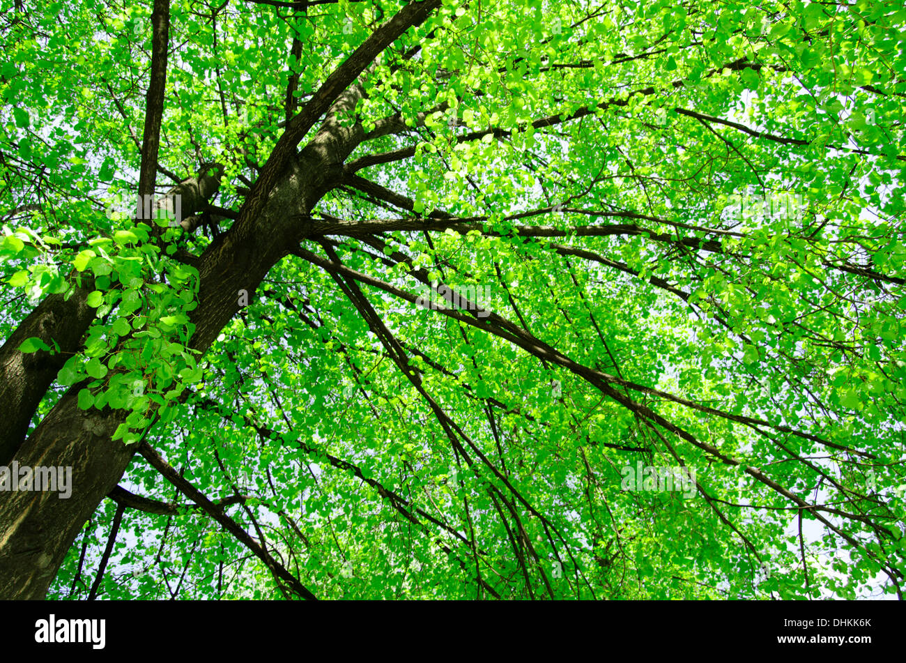 Sunlight in the green forest Stock Photo - Alamy