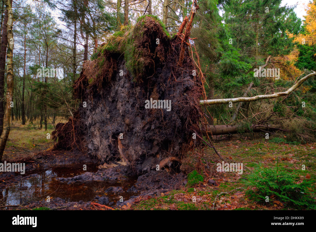 Fallen trees, uprooted by a storm, in a forest Stock Photo