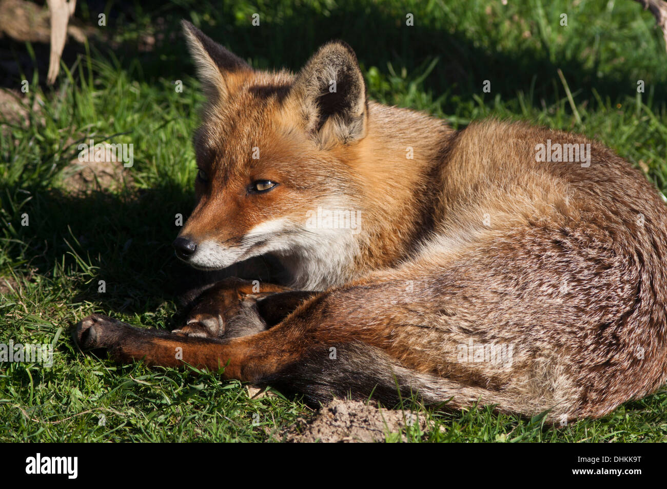 European Red Fox in the UK. February Stock Photo
