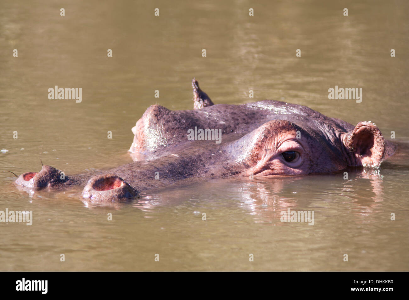 Hippopotamus (hippopotamus amphibius) swimming in a river, Kenya Stock Photo