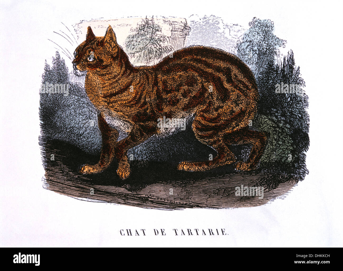 Tartar Cat, "Le Buffon de la Jeunesse", Pierre Blanchard, Hand-Colored Engraving, 1824 Stock Photo