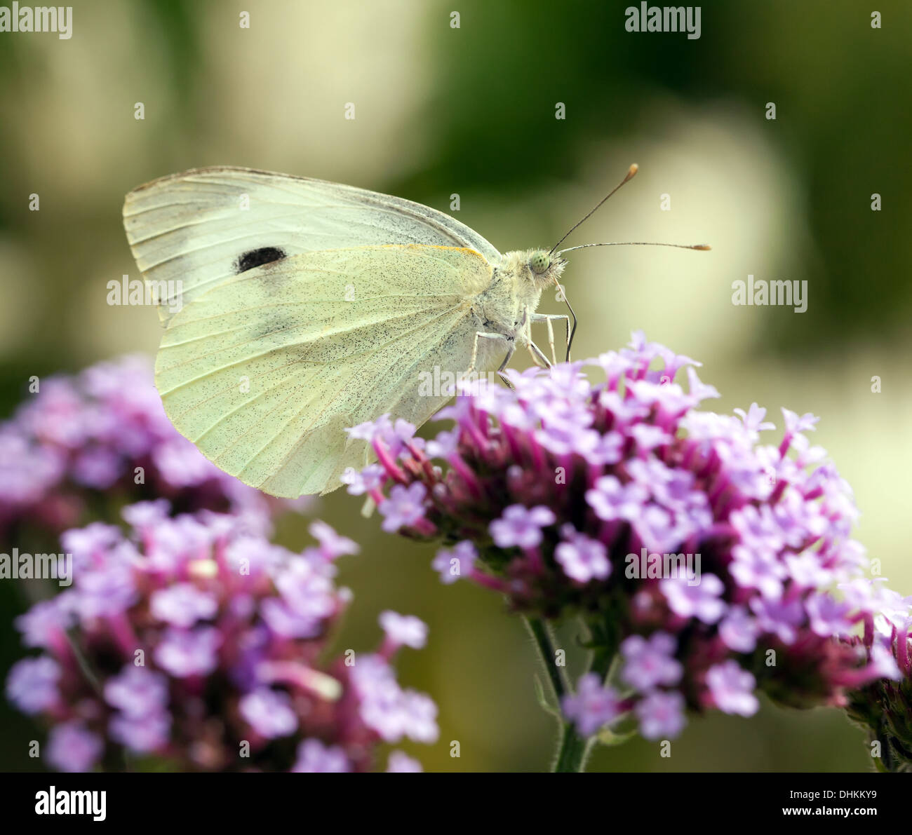 Female Large White-Pieris brassicae butterfly. Stock Photo