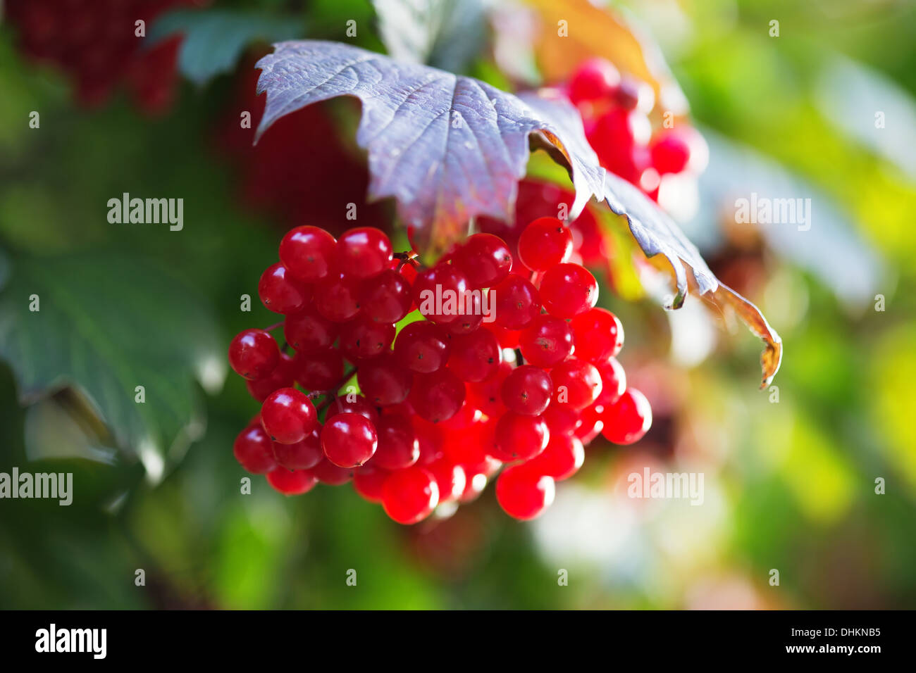 Red Viburnum berries in the tree Stock Photo