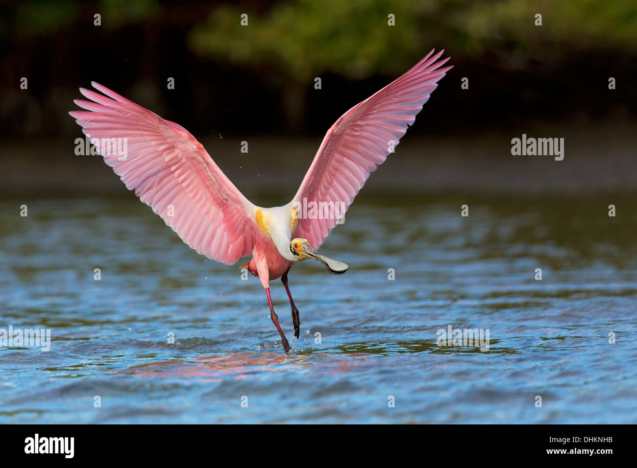 Roseate Spoonbill (Ajaja ajaja) landing on a lagoon - Alafia Banks, Florida Stock Photo