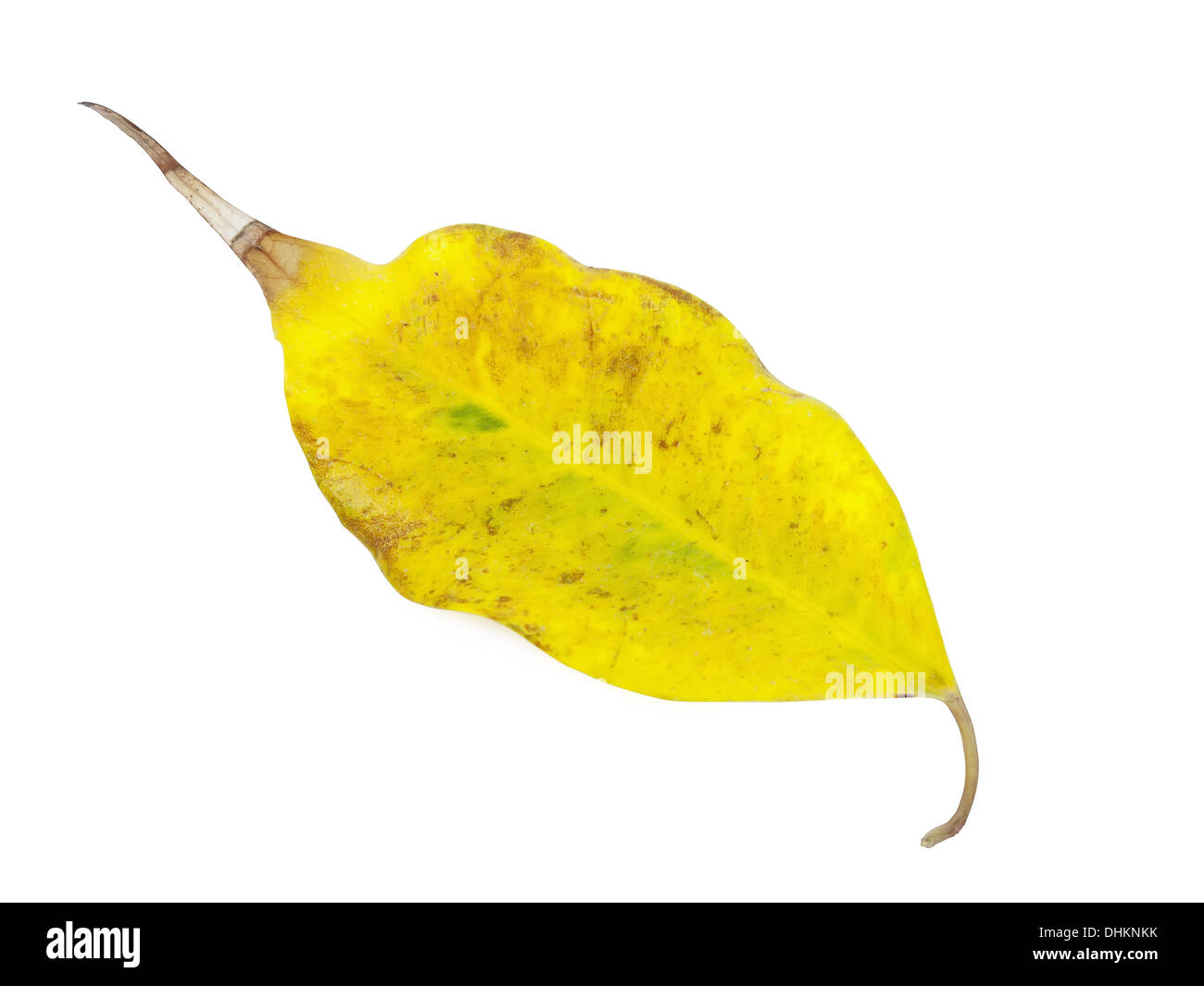 yellow autumn leaf isolated on a white background Stock Photo
