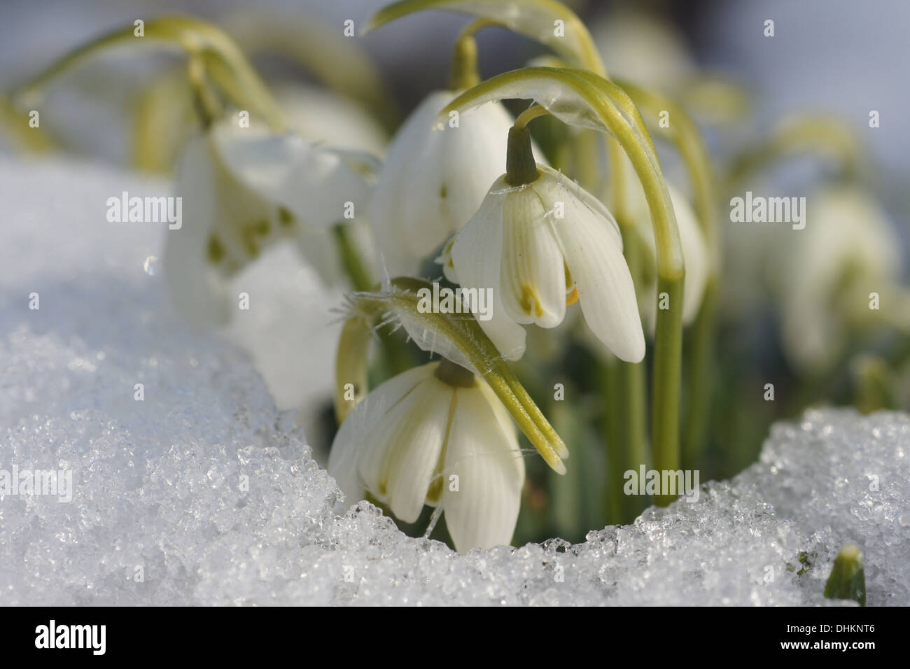 Snowdrops Stock Photo