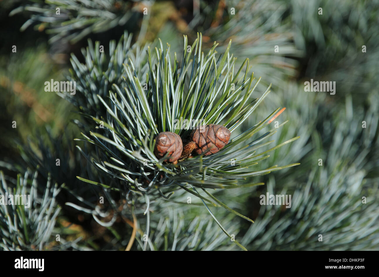 White pine Stock Photo