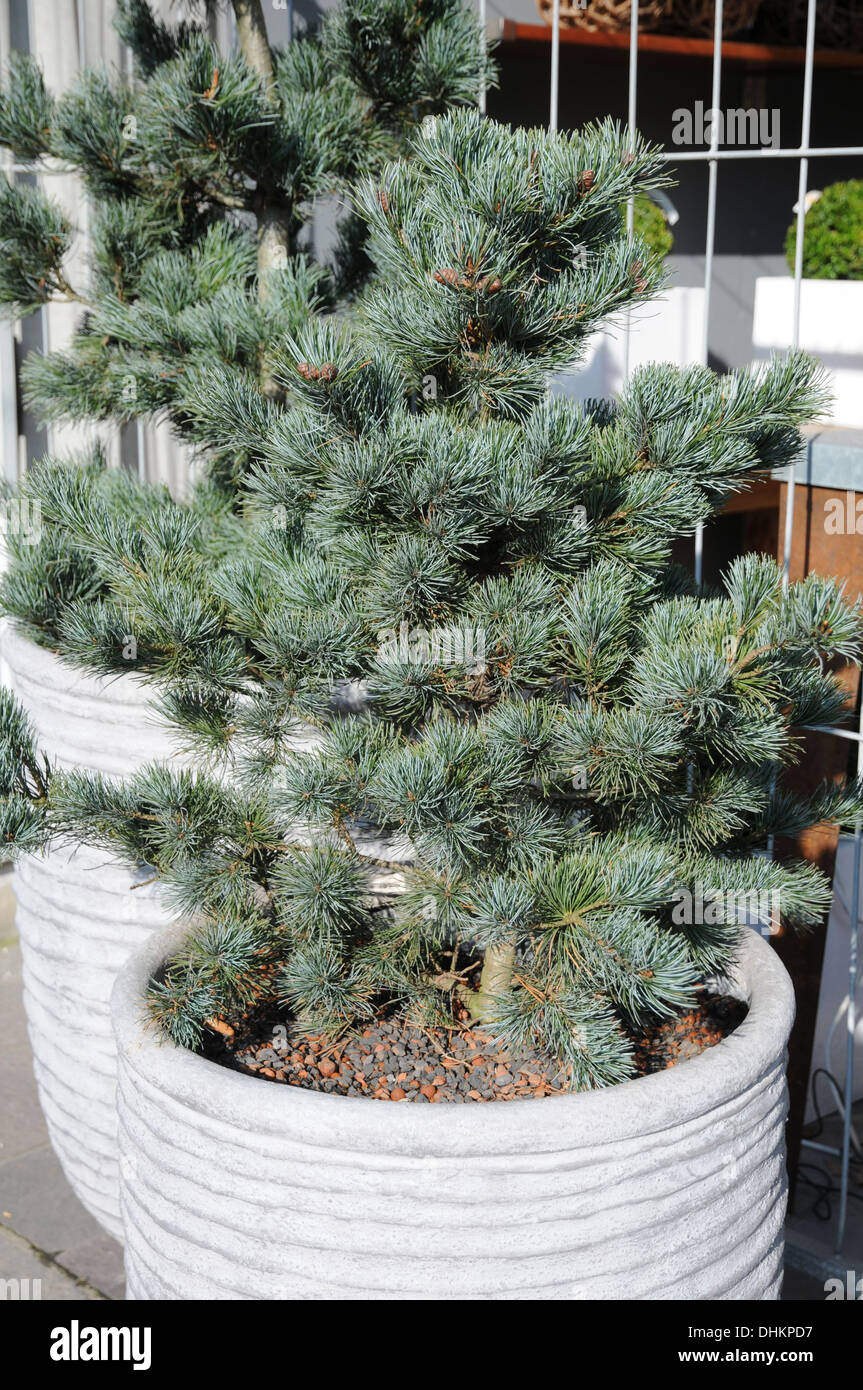 White pine Stock Photo