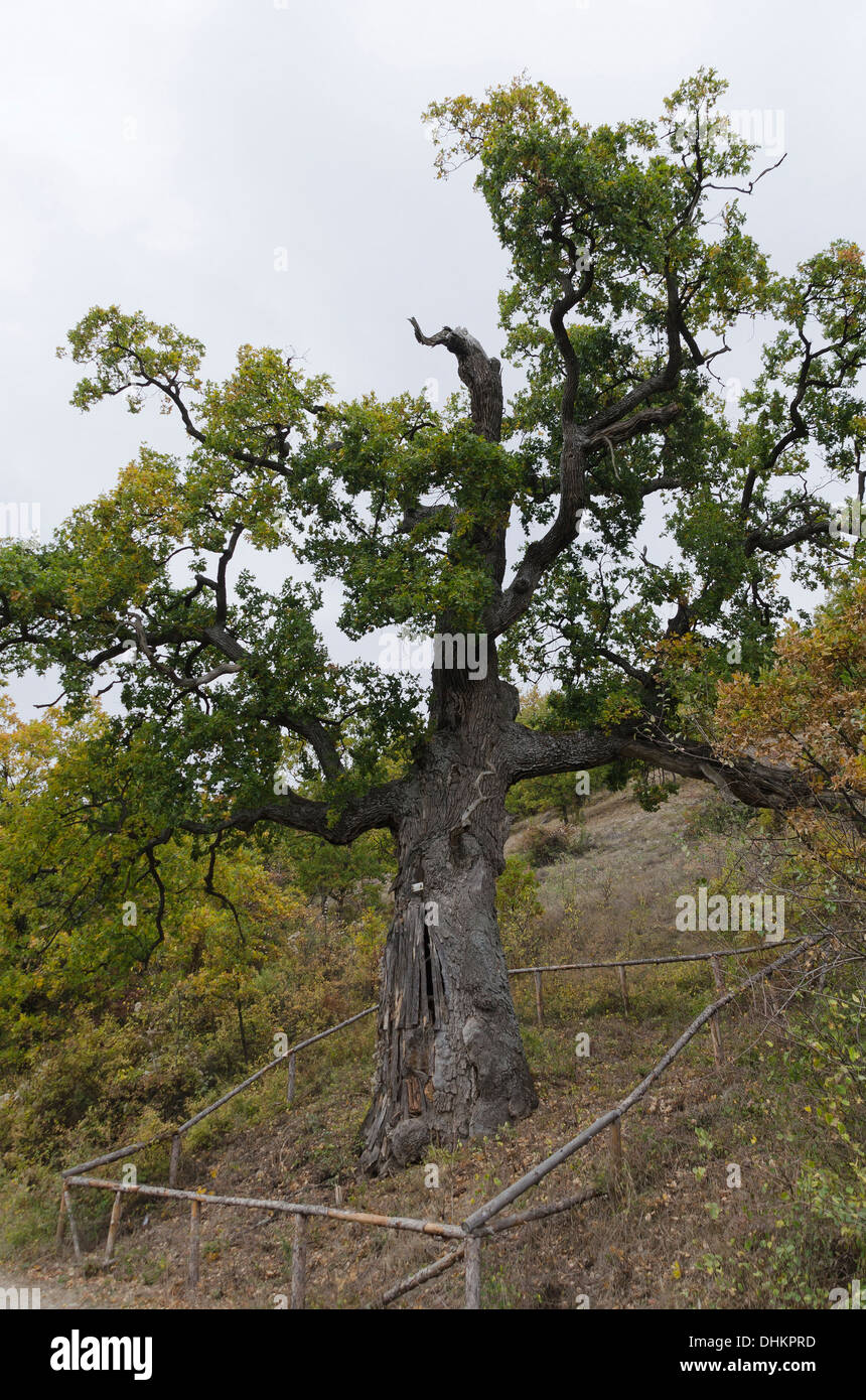 Oak tree old near by Bosnek, village Stock Photo