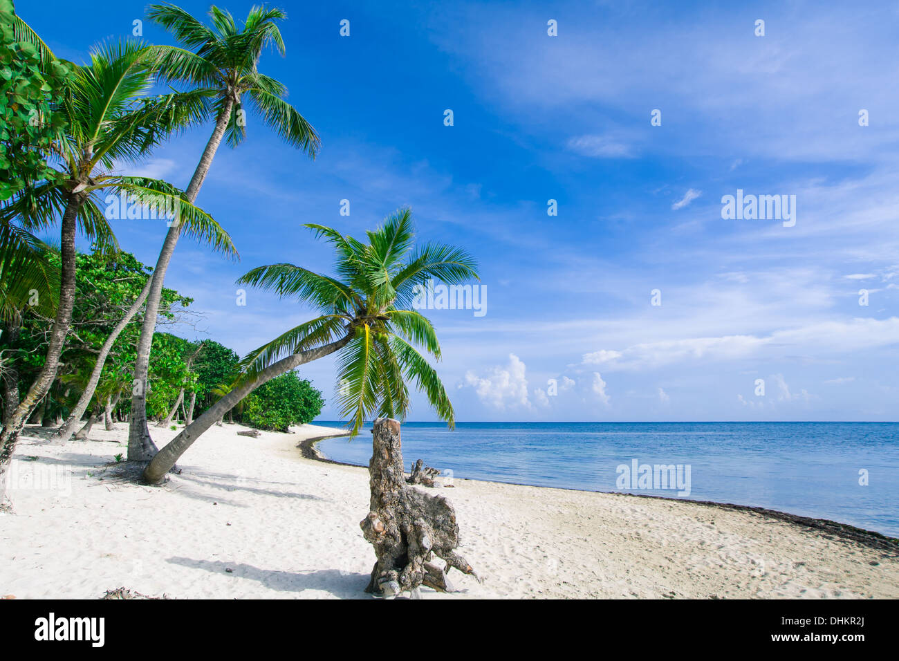 Palm tree leaning over tropical beach Stock Photo - Alamy