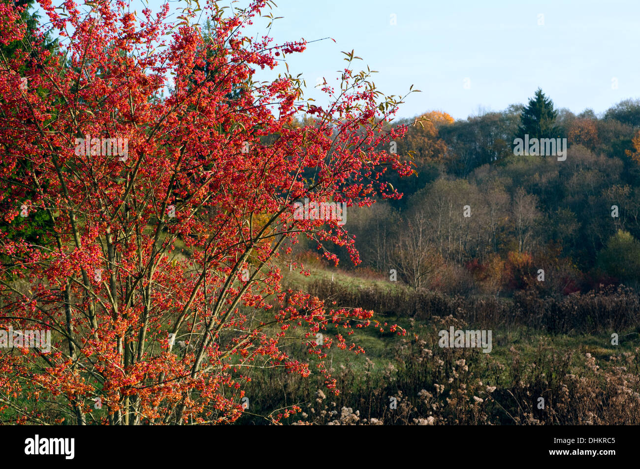 indian summer colors of burning bush (spindle tree or wahoo) Stock Photo