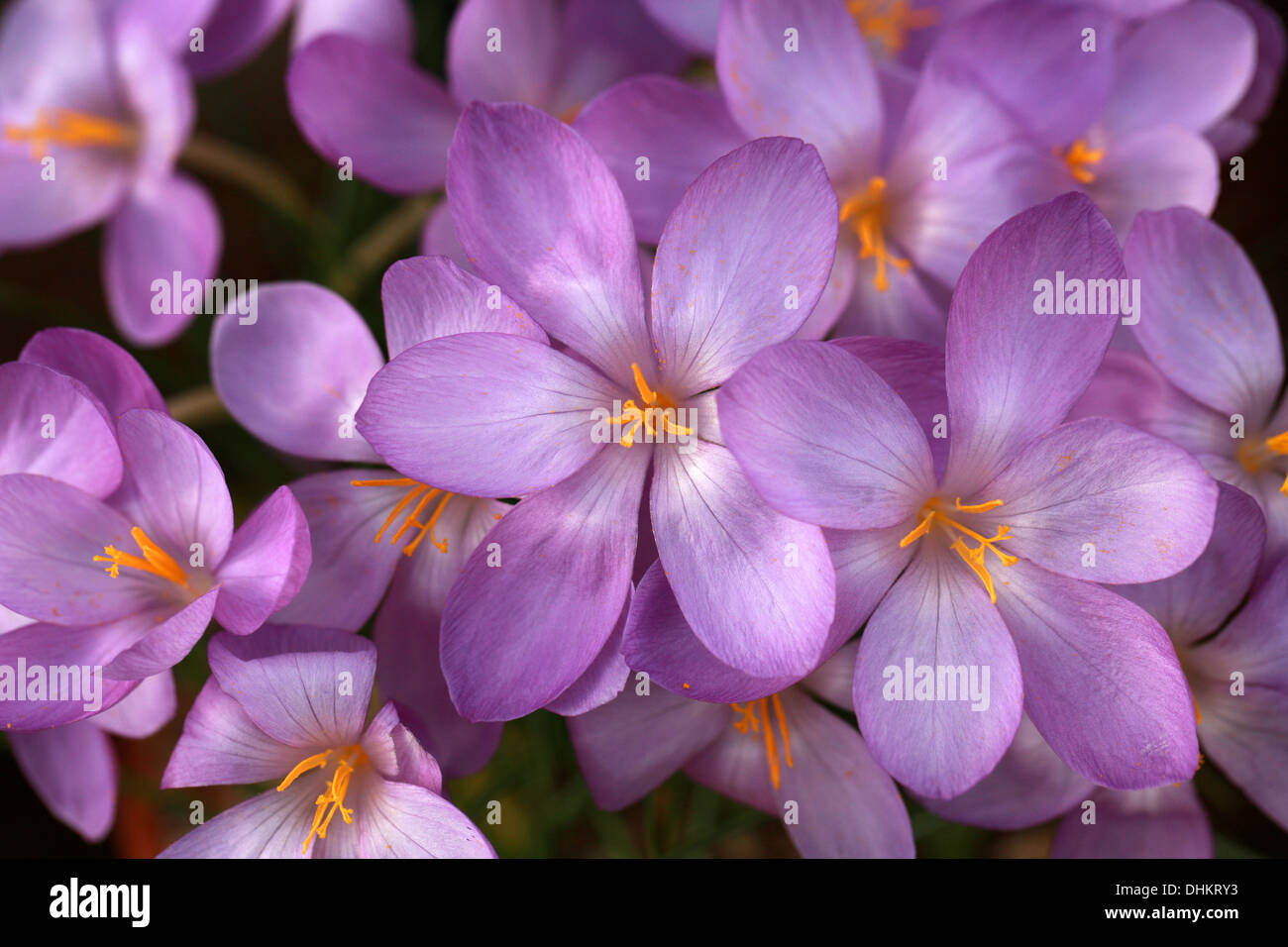 Pink Crocus, Iridaceae. Europe. Stock Photo
