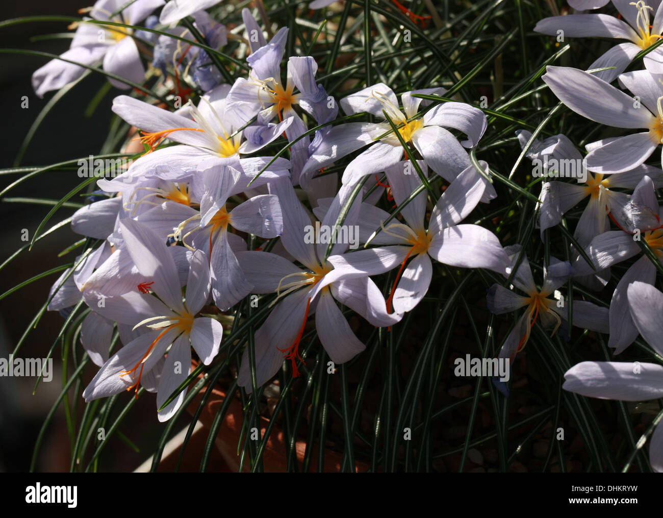 Fall Crocus, Crocus tournefortii, Iridaceae, Greece, Europe Stock Photo