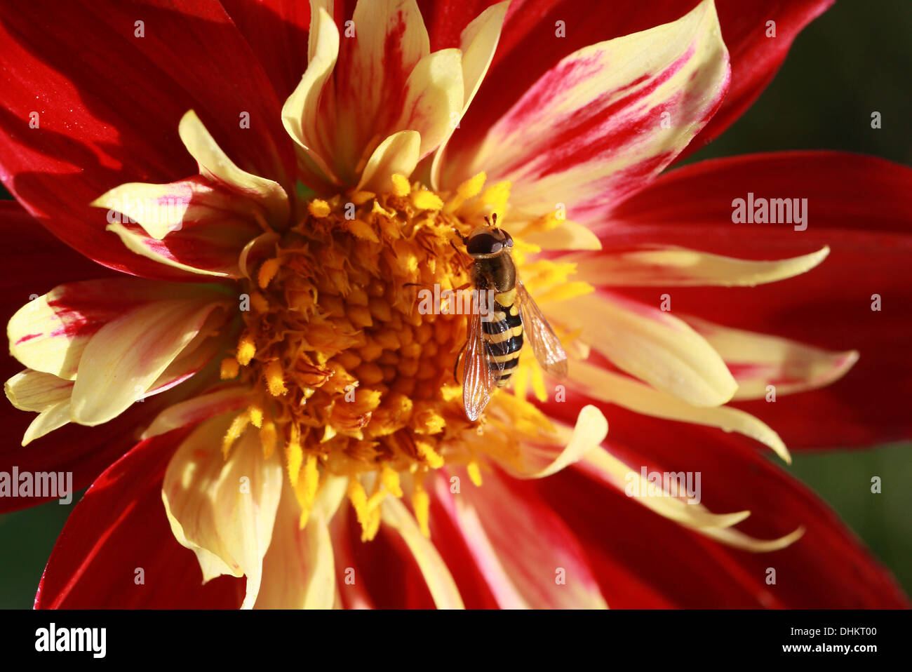 Red and Yellow Dahlia 'Collarette Dandy', Asteraceae. Current Hoverfly, Syrphus ribesii, Syrphidae, Diptera. Syn. Musca blanda. Stock Photo