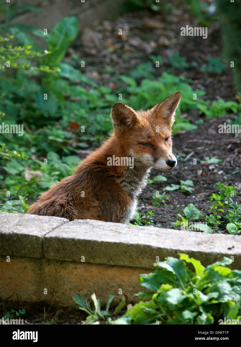European Red Fox, Vulpes vulpes crucigera. Lazing in a Suburban Garden